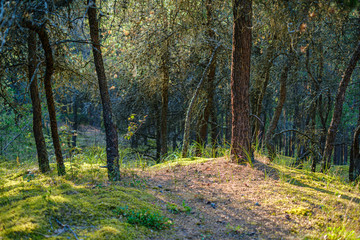 Obraz premium large isolated tree trunks in green forest