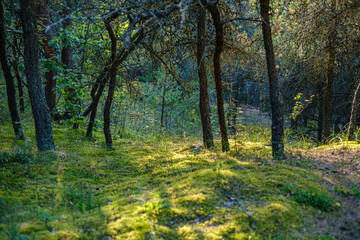 large isolated tree trunks in green forest