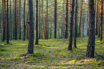 large isolated tree trunks in green forest