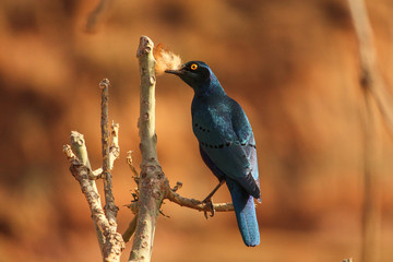 Blue Bird