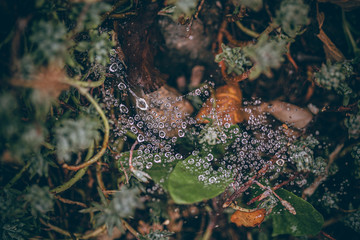 Beautiful Fall leaves with water drops after rain. Amazing Autumn colors. Blurred macro Fall foliage. Spider web closeup with rain drops on colorful Autumn leaves.
