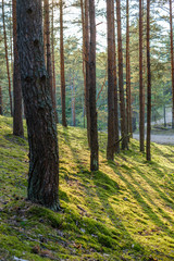 large isolated tree trunks in green forest