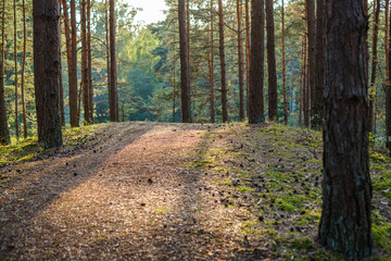 dirty gravel road in green forest with wet trees and sun rays