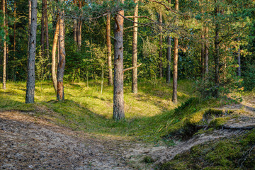 large isolated tree trunks in green forest