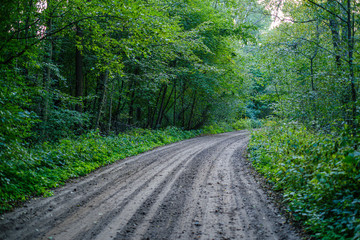 Fototapeta premium dirty gravel road in green forest with wet trees and sun rays