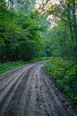 dirty gravel road in green forest with wet trees and sun rays
