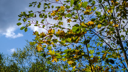 green birch trees with some yellow colored autumn leaves