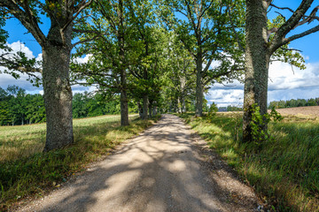dirty gravel road in green forest with wet trees and sun rays