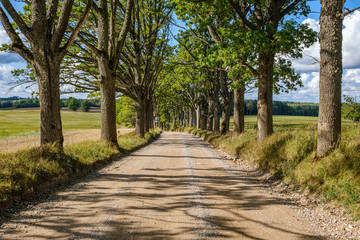 dirty gravel road in green forest with wet trees and sun rays