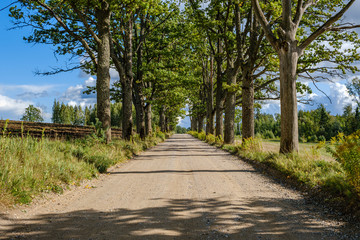 dirty gravel road in green forest with wet trees and sun rays