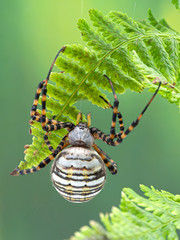 banded garden spider, Argiope trifasciata, resting underneath a fern frond. Dorsal view. This large...