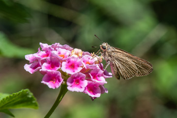 butterfly on flower