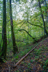 large isolated tree trunks in green forest