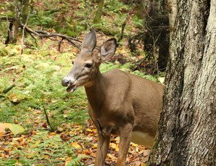 Deer taking the pose for the photo