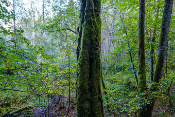 Obraz premium large isolated tree trunks in green forest