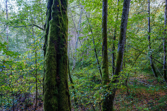 large isolated tree trunks in green forest