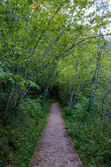 dirty gravel road in green forest with wet trees and sun rays