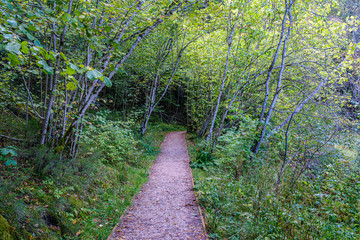 Obraz premium dirty gravel road in green forest with wet trees and sun rays