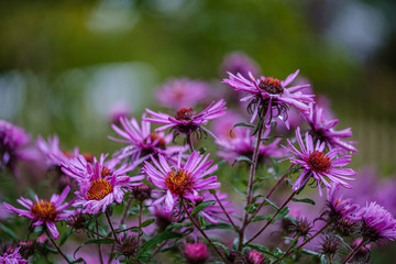 purple violet autumn flowers with green blur background