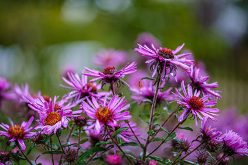 purple violet autumn flowers with green blur background