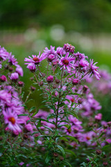 purple violet autumn flowers with green blur background
