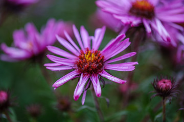 Obraz premium purple violet autumn flowers with green blur background