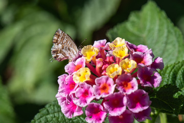 butterfly on flower