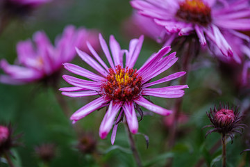 purple violet autumn flowers with green blur background