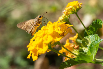 butterfly on yellow flower
