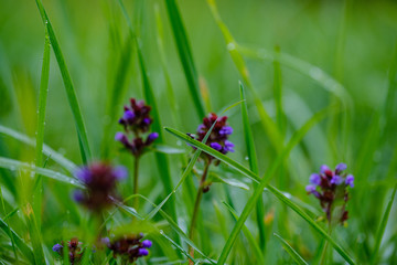 green grass with dew drops and blur background