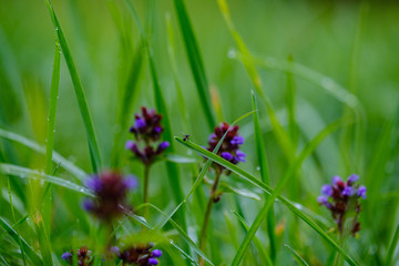 green grass with dew drops and blur background