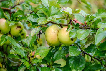 green apples in autumn garden