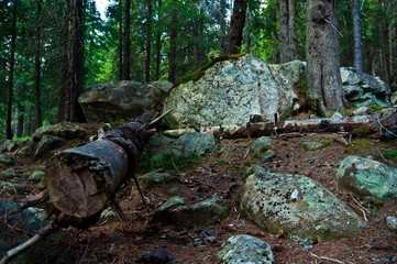 Boreal forest in the central Carpathian Mountains 