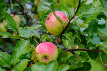 green apples in autumn garden