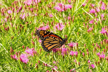 Monarch Butterfly on a Flower