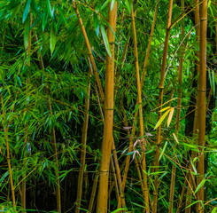 Bamboo trunks with green leaves in a tropical forest, Asian nature background