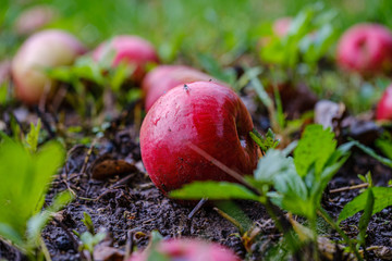 red apples on wet green grass in garden