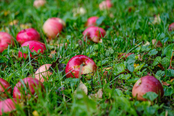 red apples on wet green grass in garden