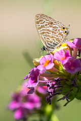 butterfly on flower