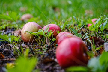 red apples on wet green grass in garden