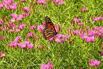 Monarch Butterfly Resting on a Flower - Danaus Plexippus
