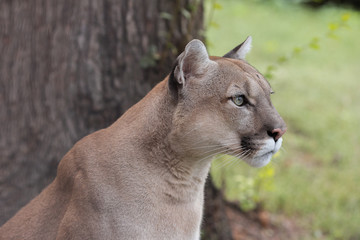 Portrait of Beautiful Puma. Cougar, mountain lion, puma, panther