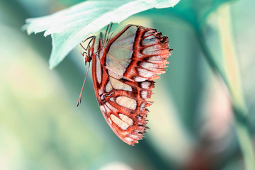 Closeup beautiful Malachite butterfly (siproeta stelenes) in a summer garden