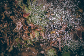 Beautiful Fall leaves with water drops after rain. Amazing Autumn colors. Blurred macro Fall foliage. Spider web closeup with rain drops on colorful Autumn leaves.