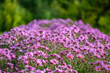 Fototapeta premium purple violet autumn flowers with green blur background