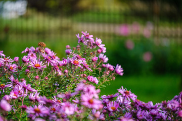 purple violet autumn flowers with green blur background