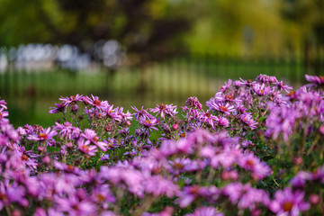 Obraz premium purple violet autumn flowers with green blur background