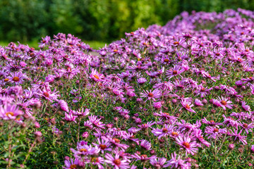 purple violet autumn flowers with green blur background