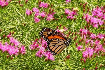 Monarch Butterfly on a Flower