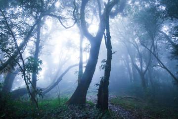 Mystic primeval forest in blue misty.